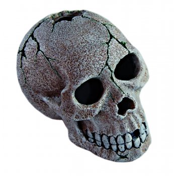 HAQUOSS HUMAN SKULL 1 - 15x10,5x10h cm